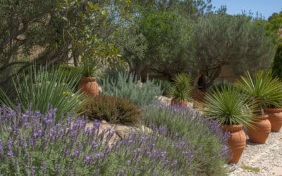 Création d’un massif fleuri : choix des plantes et associations de couleurs